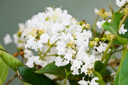 CREPE MYRTLE ALBURY WHITE 20CM